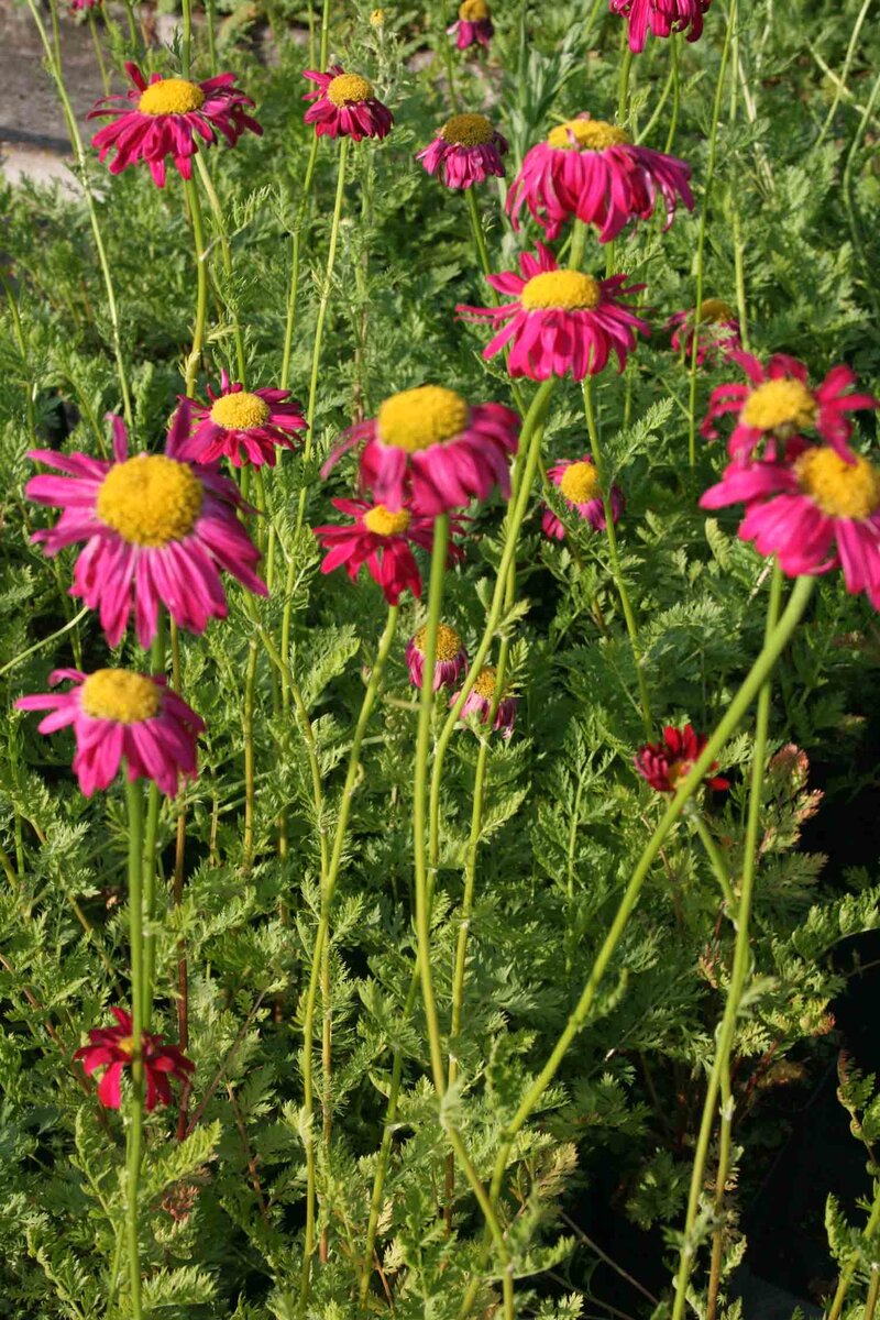 Tanacetum coccineum 'Robinson's Red'
