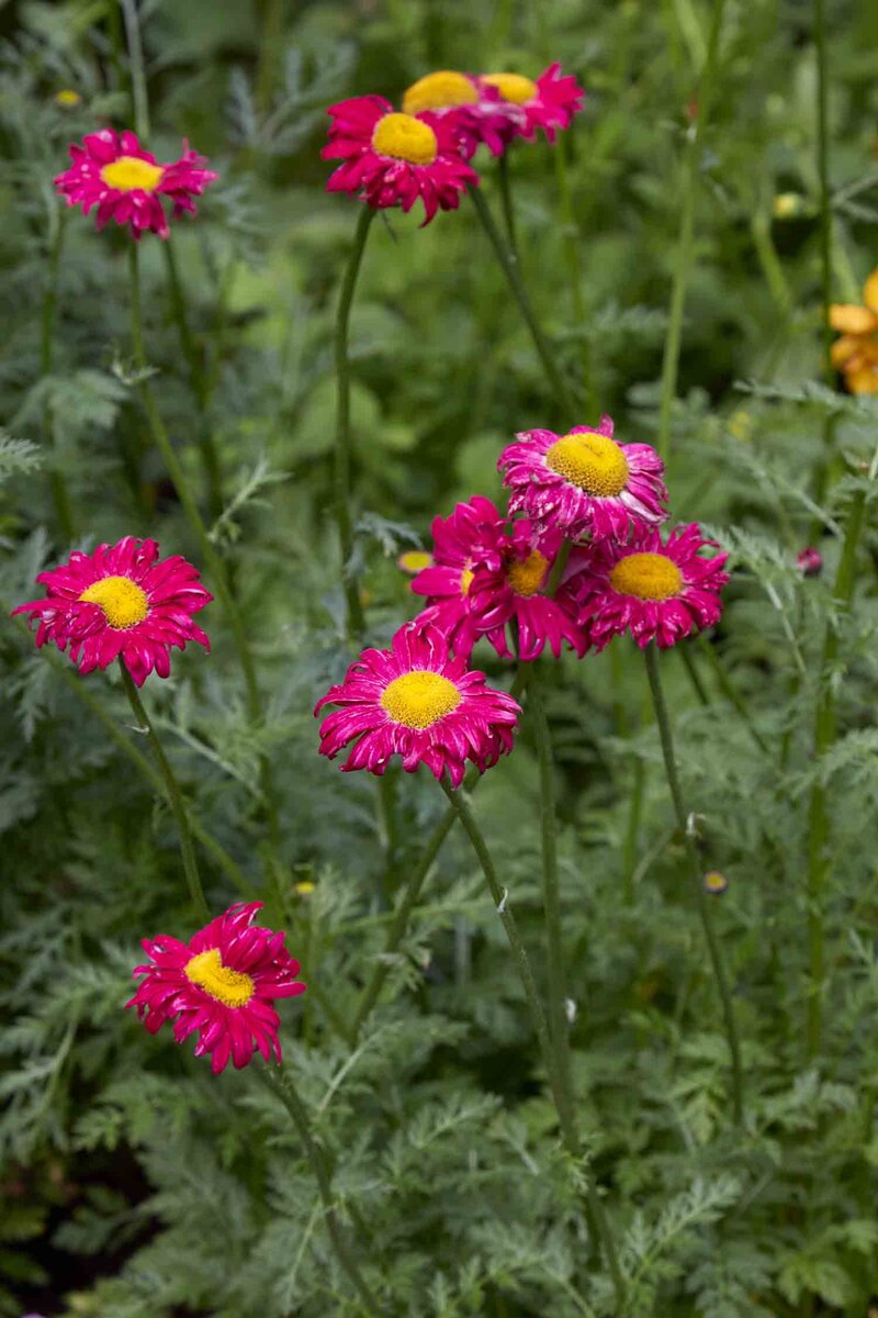 Tanacetum coccineum 'Robinson's Red'