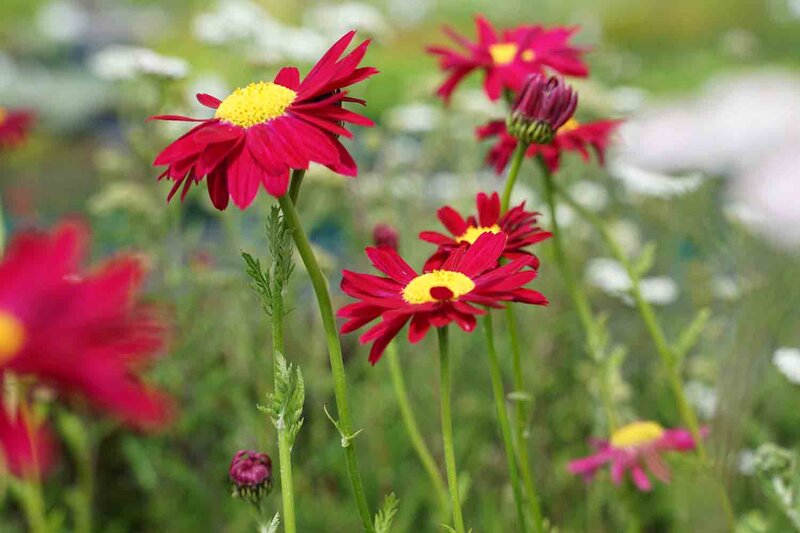 Tanacetum coccineum 'Robinson's Red'