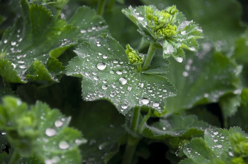 Alchemilla mollis