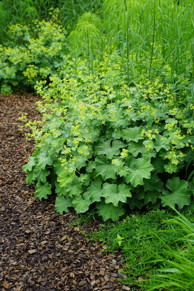 Alchemilla mollis