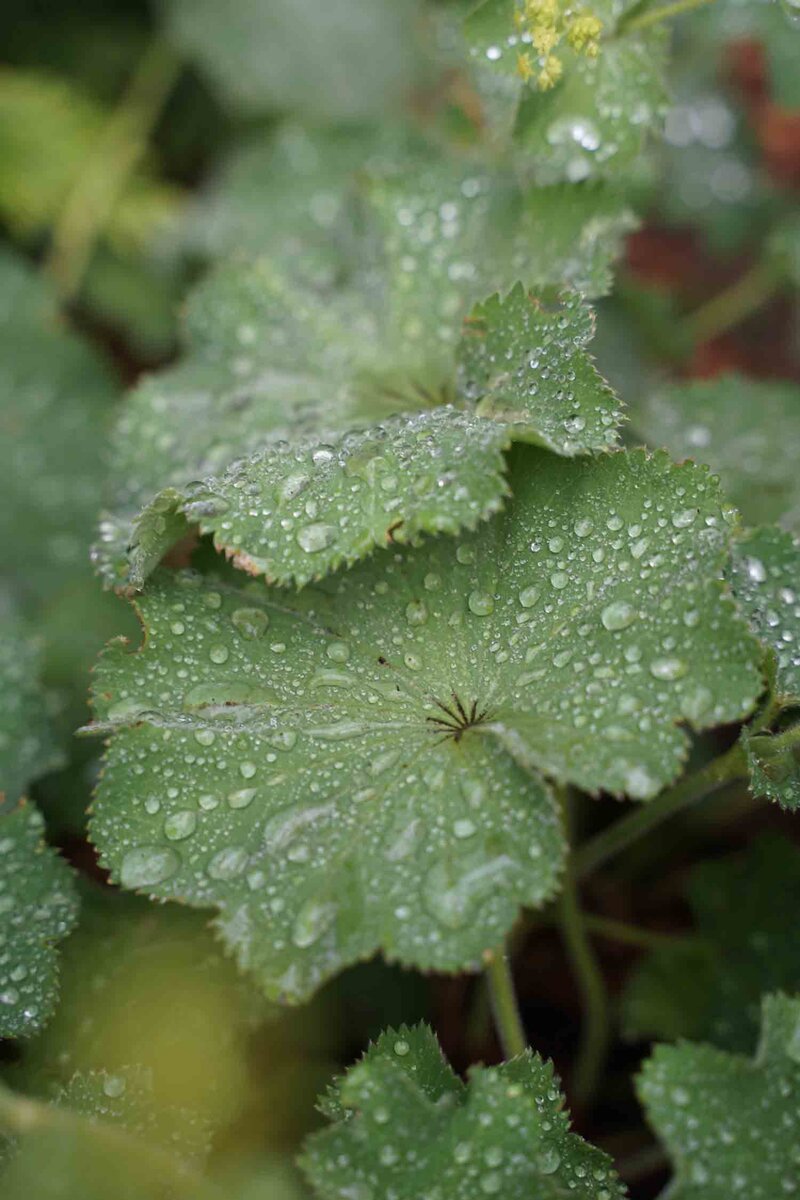 Alchemilla mollis
