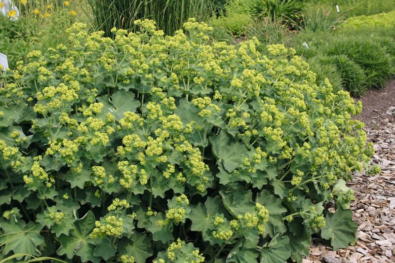 Alchemilla mollis