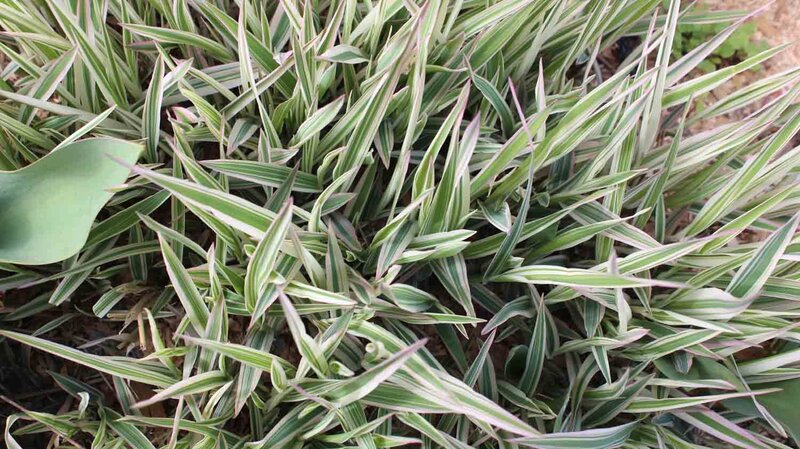 Carex foliosissima 'Ice Dance'