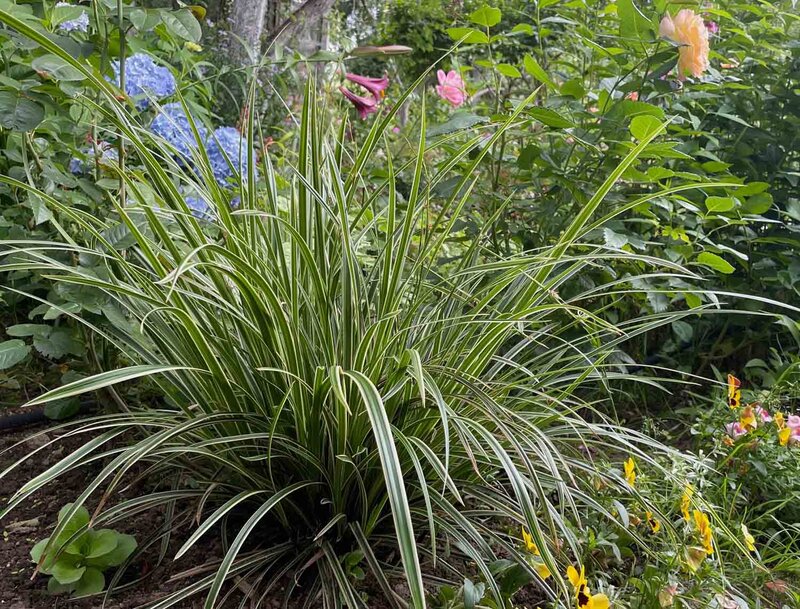 Carex foliosissima 'Ice Dance'
