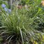 Carex foliosissima 'Ice Dance'