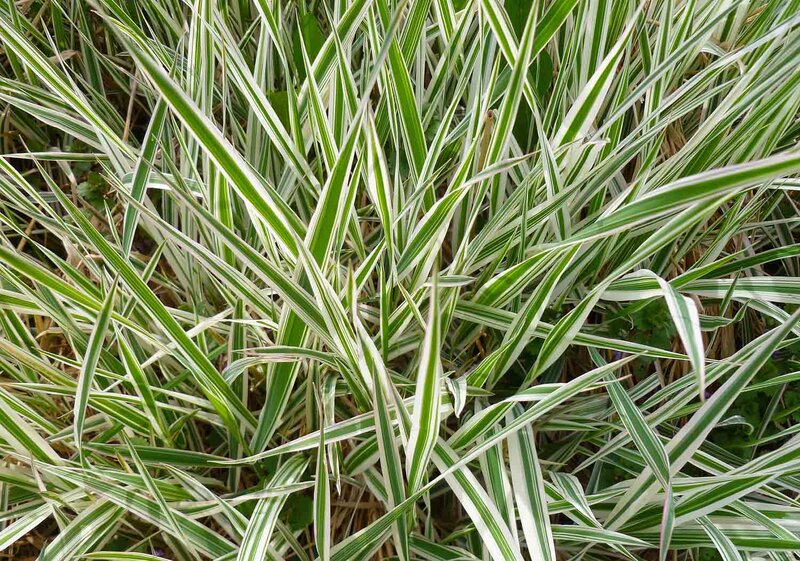 Carex foliosissima 'Ice Dance'