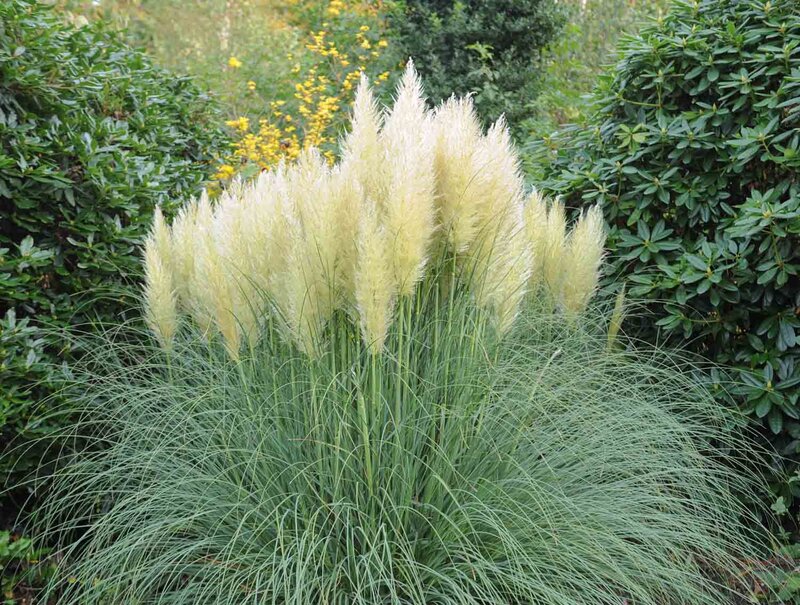 Cortaderia selloana 'Weiße Feder'