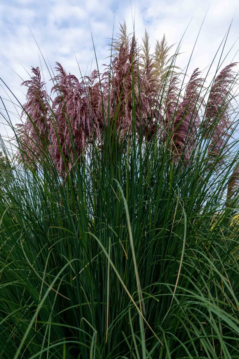 Cortaderia selloana Rosea