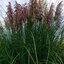 Cortaderia selloana Rosea