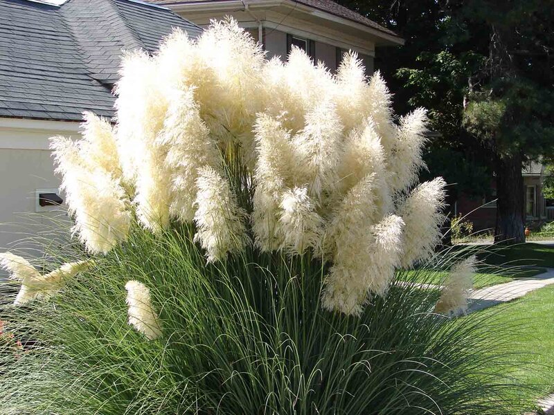 Cortaderia selloana 'Weiße Feder'