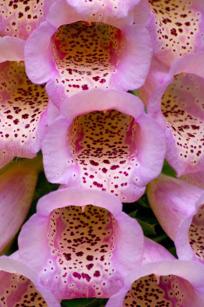 Digitalis purpurea 'Gloxiniaeflora'