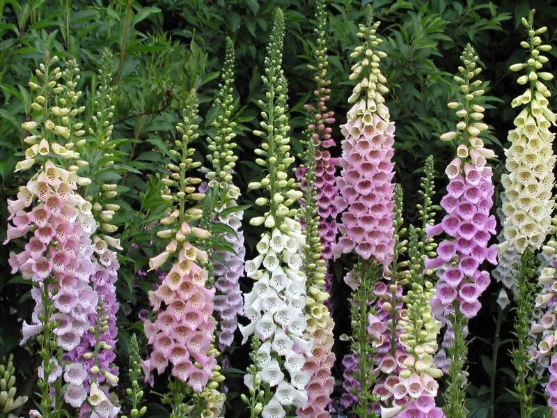 Digitalis purpurea 'Gloxiniaeflora'