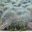 Festuca cinerea 'Elijah Blue'