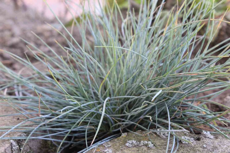 Festuca cinerea 'Elijah Blue'