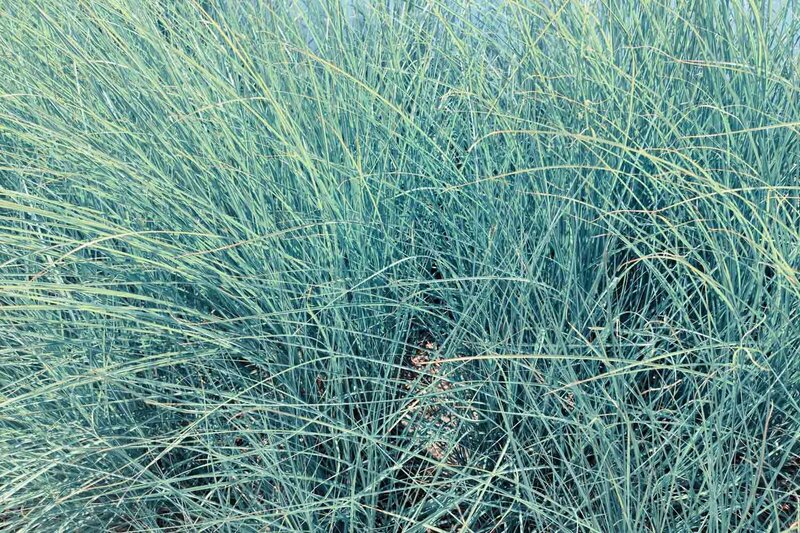 Festuca cinerea 'Elijah Blue'