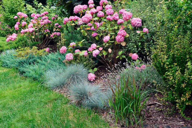 Festuca cinerea 'Elijah Blue'