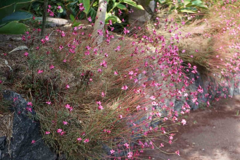 Gaura lindheimeri 'Siskiyou Pink'