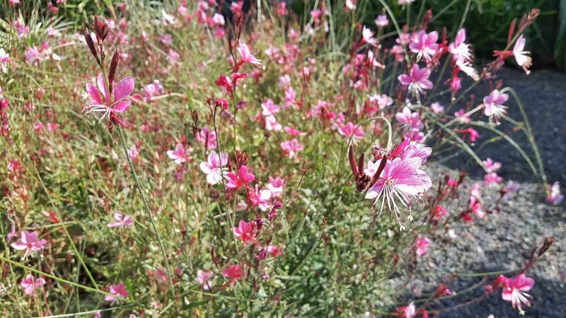 Gaura lindheimeri 'Siskiyou Pink'