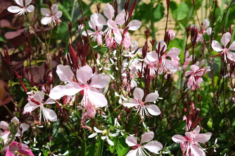 Gaura lindheimeri 'Siskiyou Pink'