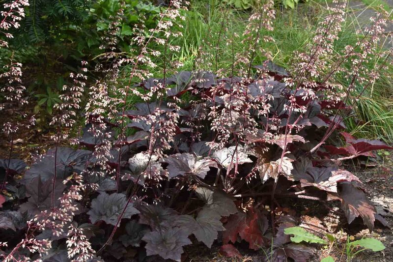 Heuchera micrantha 'Palace Purple'
