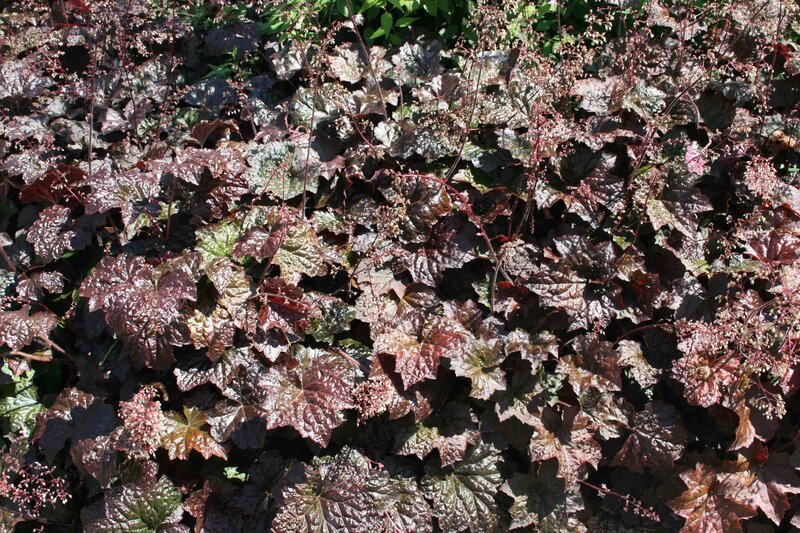 Heuchera micrantha 'Palace Purple'