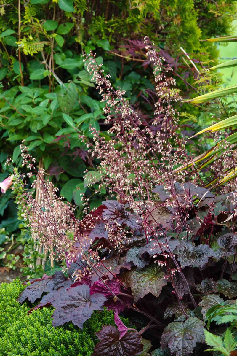 Heuchera micrantha 'Palace Purple'