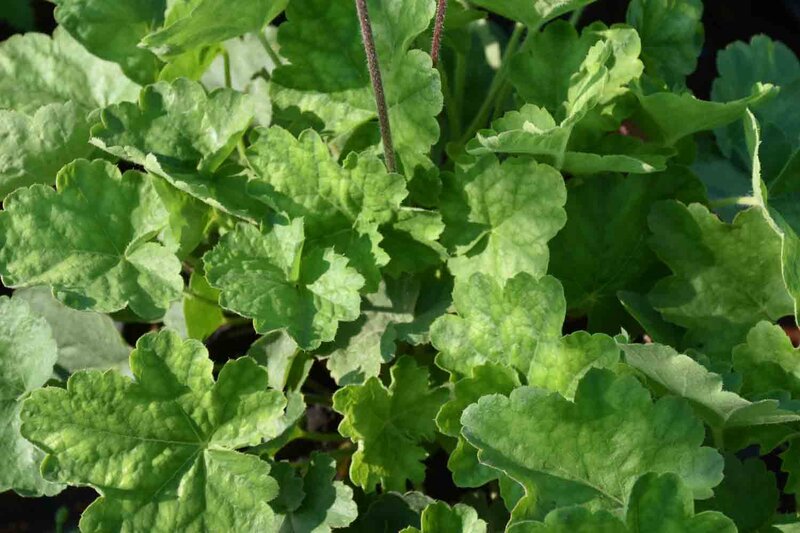 Heuchera sanguinea 'Leuchtkäfer'