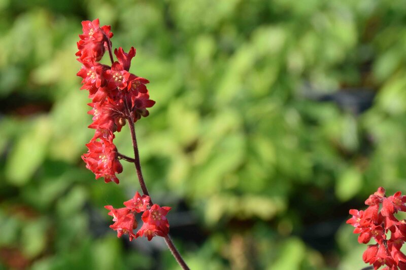 Heuchera sanguinea 'Leuchtkäfer'
