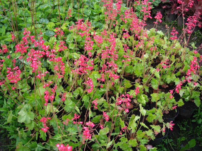 Heuchera sanguinea 'Leuchtkäfer'