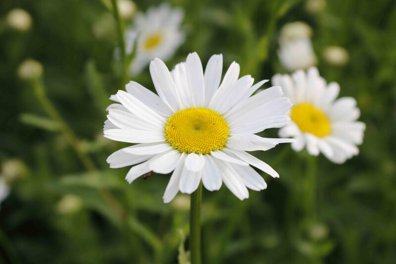 Leucanthemum vulgare 'Maikönigin'