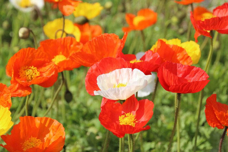 Papaver nudicaule 'Gartenzwerg'