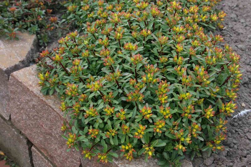 Sedum floriferum 'Weihenstephaner Gold'