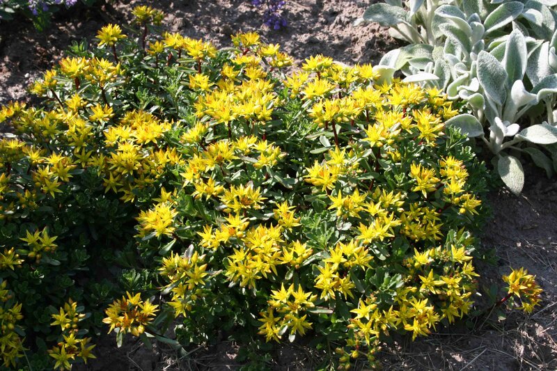 Sedum floriferum 'Weihenstephaner Gold'