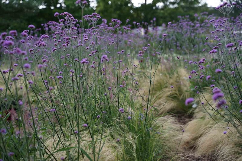 Verbena bonariensis