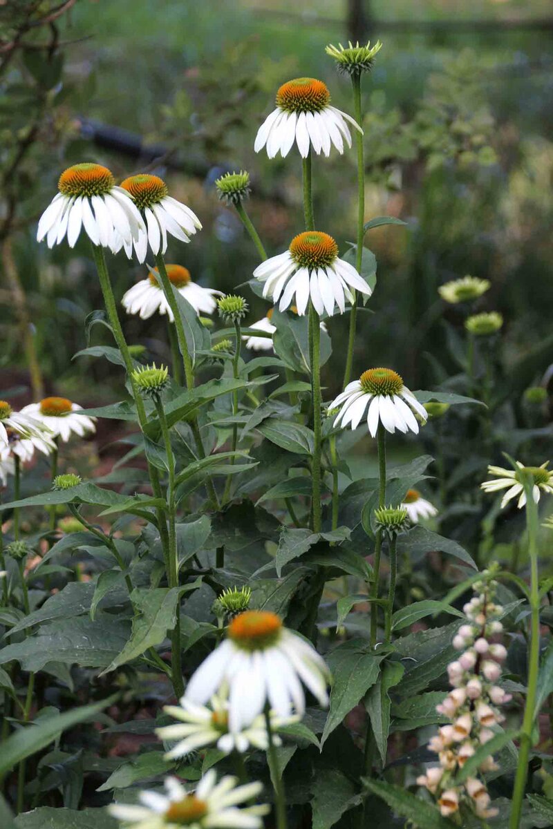 Echinacea purpurea 'Alba'