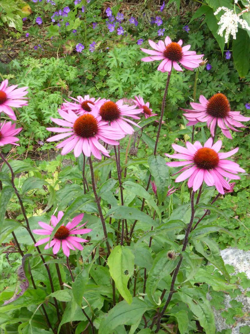 Echinacea purpurea 'Magnus'