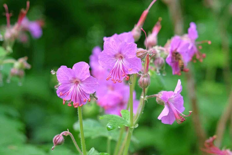 Geranium macrorrhizum 'Bevan'