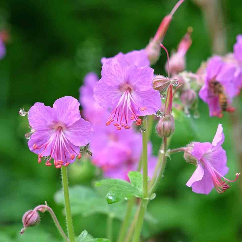 Geranium macrorrhizum 'Bevan' | STARKL