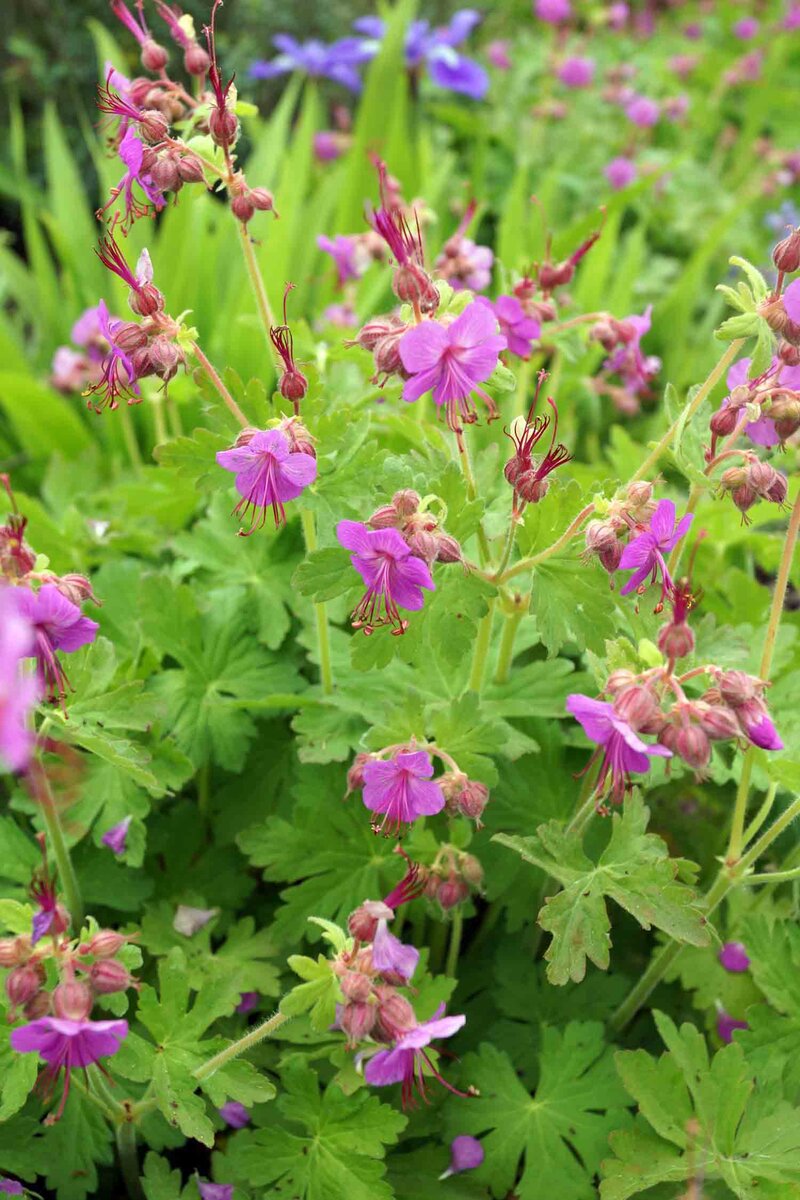 Geranium macrorrhizum 'Bevan'