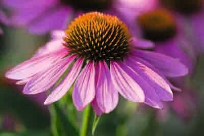 Echinacea purpurea 'Magnus'
