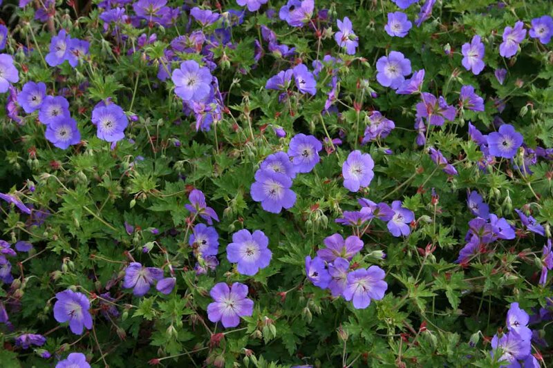Geranium wallichianum Rozanne