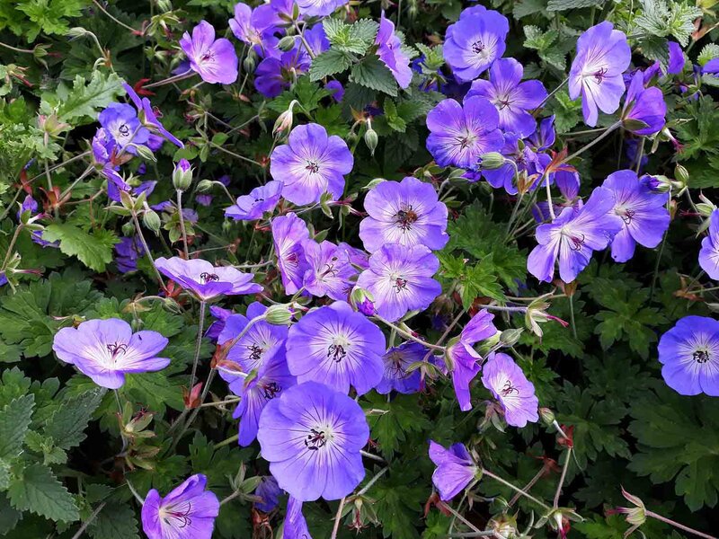 Geranium wallichianum Rozanne