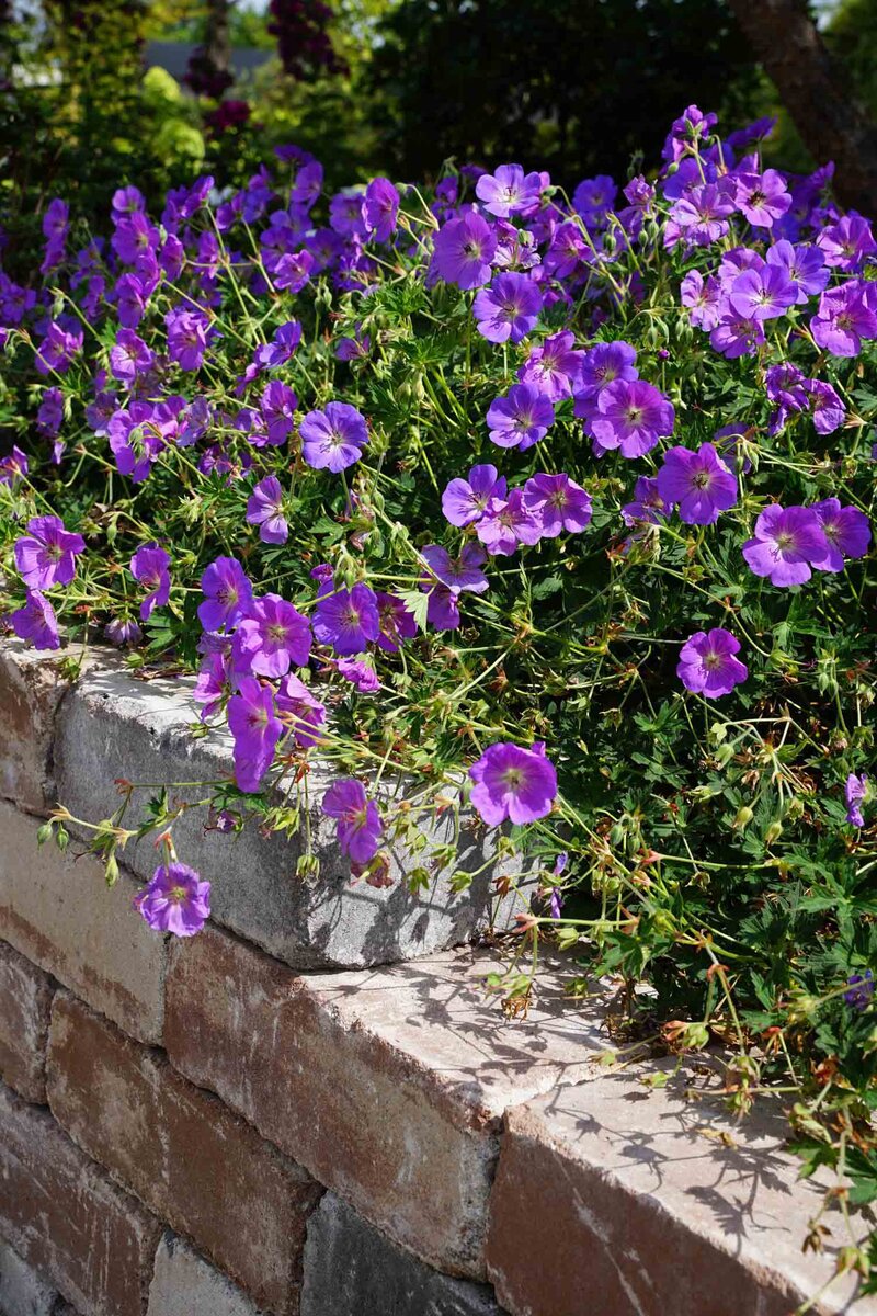 Geranium wallichianum Rozanne