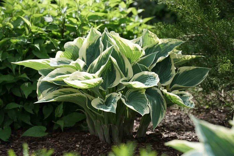Hosta x fortunei 'Patriot'
