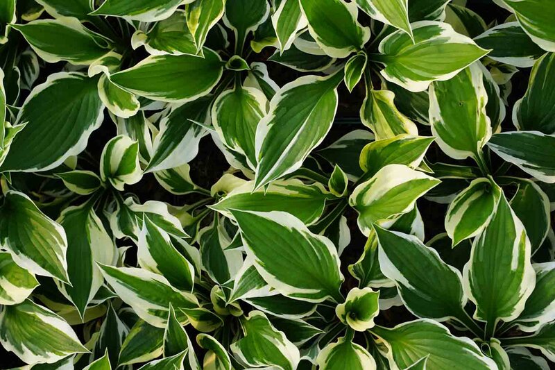 Hosta x fortunei 'Patriot'