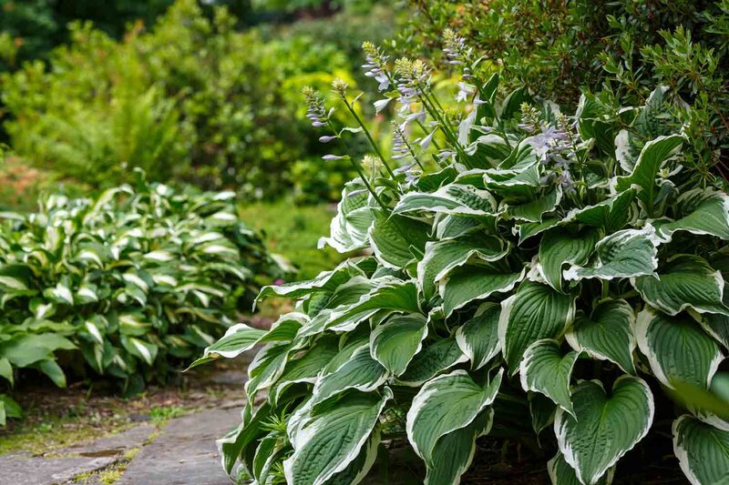 Hosta x fortunei 'Patriot'