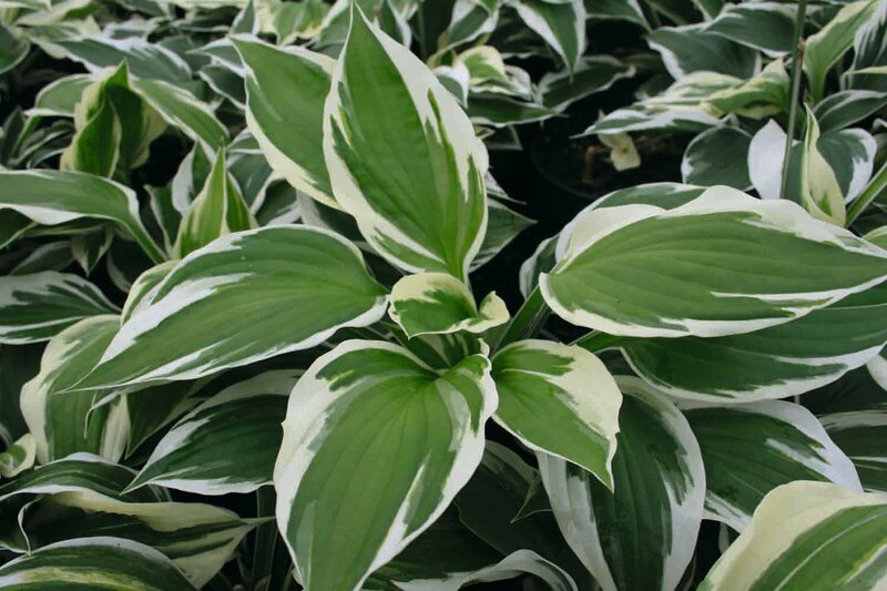 Hosta x fortunei 'Patriot'