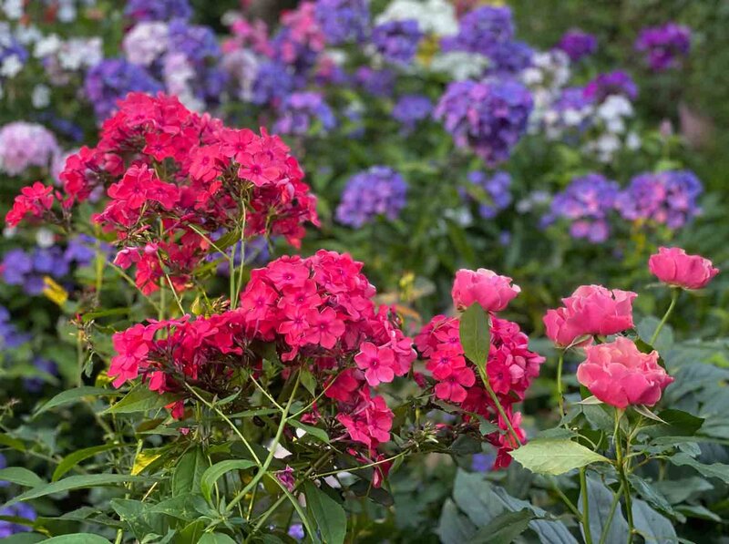 Phlox paniculata 'Starfire'