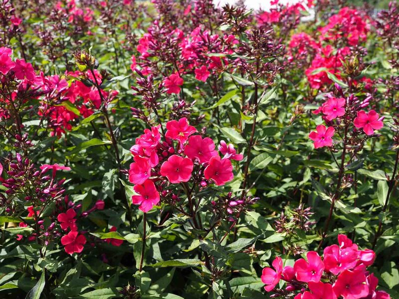 Phlox paniculata 'Starfire'